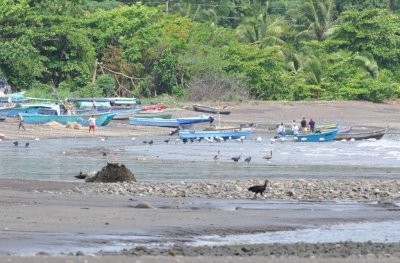 Black Vultures, Wood Storks and Brown Pelicans checking out the fishermen and their boats along Playa Azul, Costa Rica