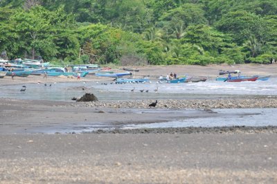 Birds, boats and people at Playa Azul, CR