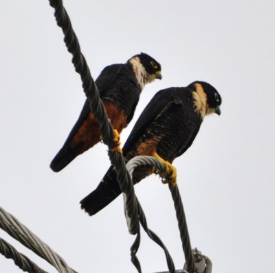 Driving to Trcoles for our riverboat ride, Esteban spotted three Bat Falcons on the wire along the road.