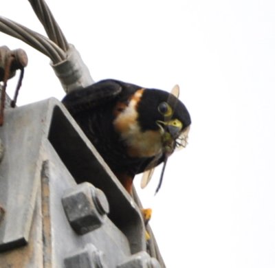 One of the adult Bat Falcons caught a dragonfly.