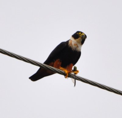 Adult Bat Falcon with a dragonfly