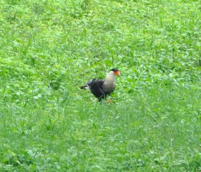 At the riverboat ride, there was a Crested Caracara in the field between the gift shop and the shore.