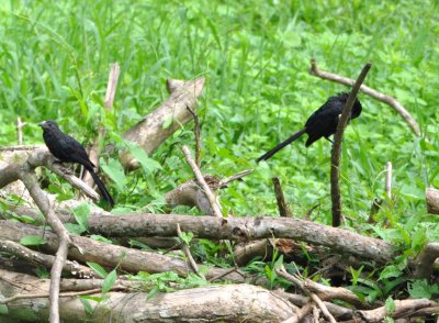 We road a tractor down to the river and passed these Groove-billed Anis along the way.
