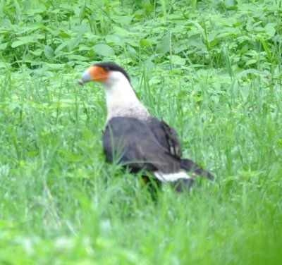 We got a closer look at the Crested Caracara as we road to the river behind a tractor.