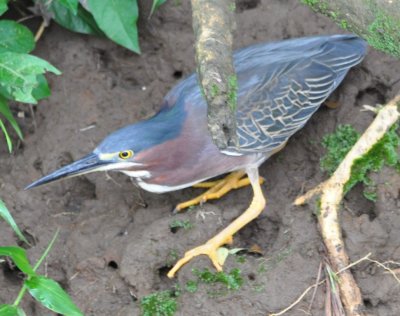 Green Heron