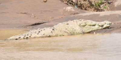 Crocodile on the Trcoles River