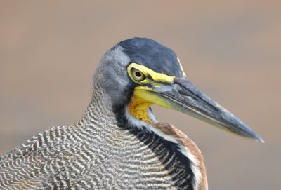 Bare-throated Tiger-Heron