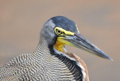 Bare-throated Tiger-Heron