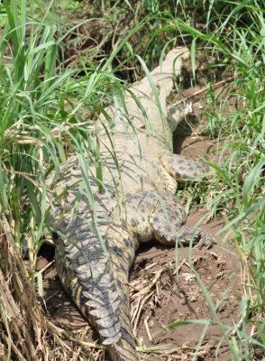 Crocodile with young on the edge of the Tárcoles River, Costa Rica