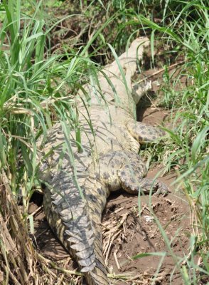 Crocodile with young on the edge of the Trcoles River, Costa Rica