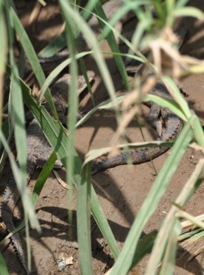 Young crocodiles at the edge of the Trcoles River