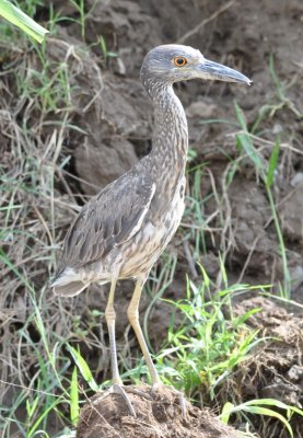 Immature Yellow-crowned Night-Heron