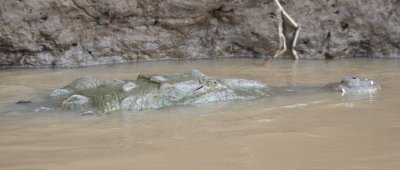 Crocodile in the Trcoles River, Costa Rica