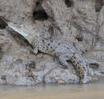 Young crocodile along the Tárcoles River
