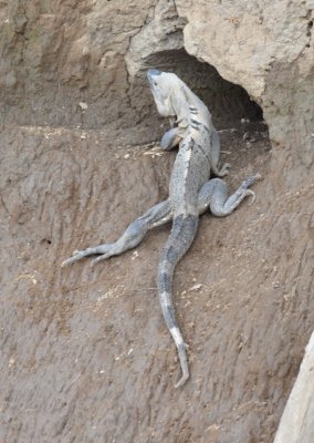 Iguana along the Trcoles River, Costa Rica