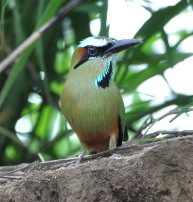 Turquoise-browed Motmot