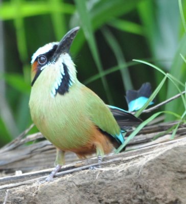 Turquoise-browed Motmot