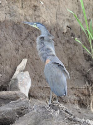 Bare-throated Tiger-Heron flaring its neck feathers