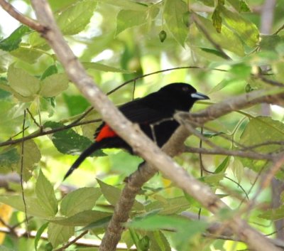 Male Cherrie's Tanager