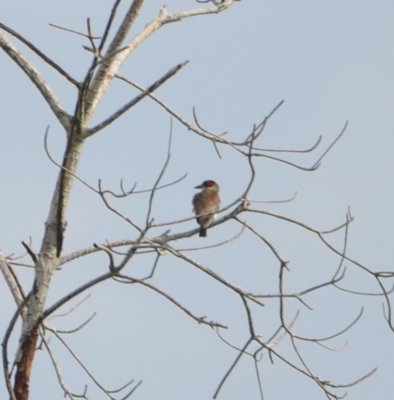 Female Masked Tityra