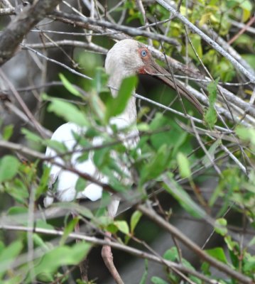 A dirty White Ibis