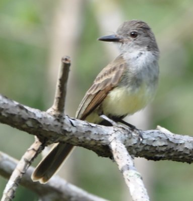 Panama Flycatcher