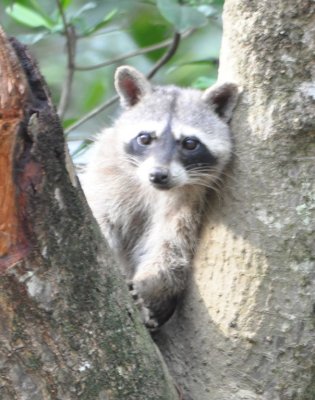 Raccoon