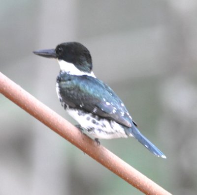 Green Kingfisher