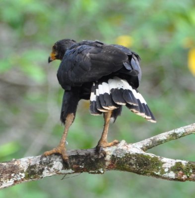 Common Black Hawk