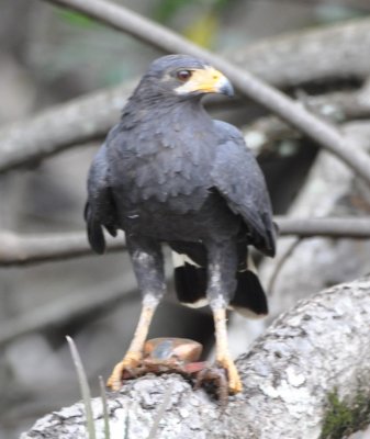 Common Black Hawk