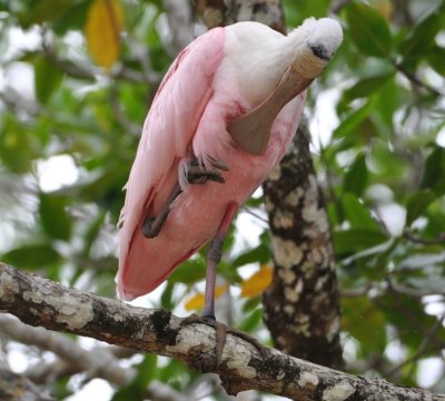 Roseate Spoonbill preening on a branch above the Trcoles River, Costa Rica