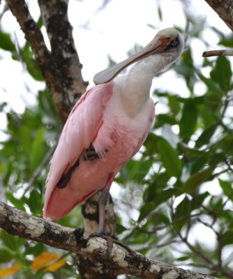 Roseate Spoonbill