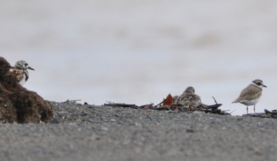 Ruddy Turnstone and Semipalmated Plover