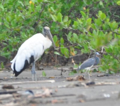 Wood Stork and Tricolored Heron