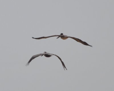 Brown Pelicans