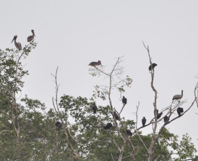 Brown Pelicans and Black Vultures roosting