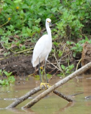 Snowy Egret showing us its yellow feet