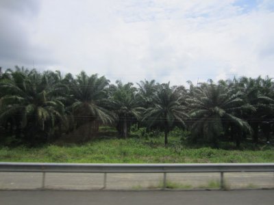 After leaving Cerro Lodge, we drove past large fields of monoculture Oil Palms.