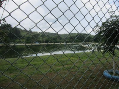 We stopped in San Isidro to look for birds in and around the fenced water treatment facility ponds.