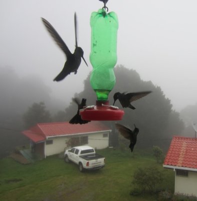 Hummingbirds flocked to the feeders outside the windows of the restaurant.