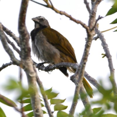 Buff-throated Saltator