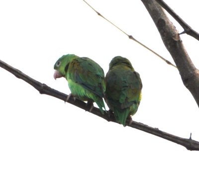 Orange-chinned Parrots