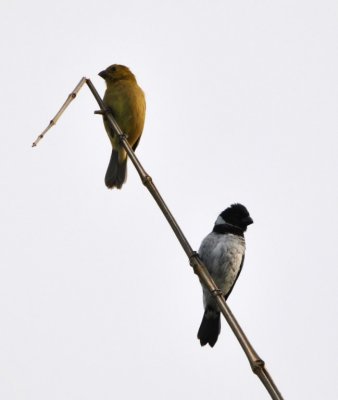 Female and male White-collared Seedeaters