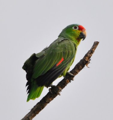 Red-lored Parrot