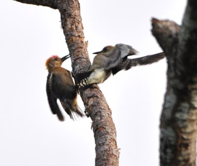 Hoffmann's Woodpecker interrupted by Rufous-naped Wren