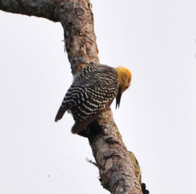 The Hoffmann's Woodpecker held its territory.