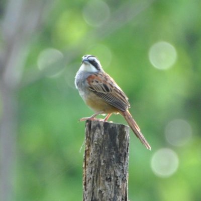 Striped-headed Sparrow