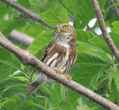 Central American (Ferruginous) Pygmy-Owl