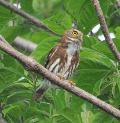 Several species of birds began harassing the Central American (Ferruginous) Pygmy-Owl.