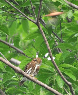 One of the harassing birds is a blur as it goes by the Central American (Ferruginous) Pygmy-Owl.